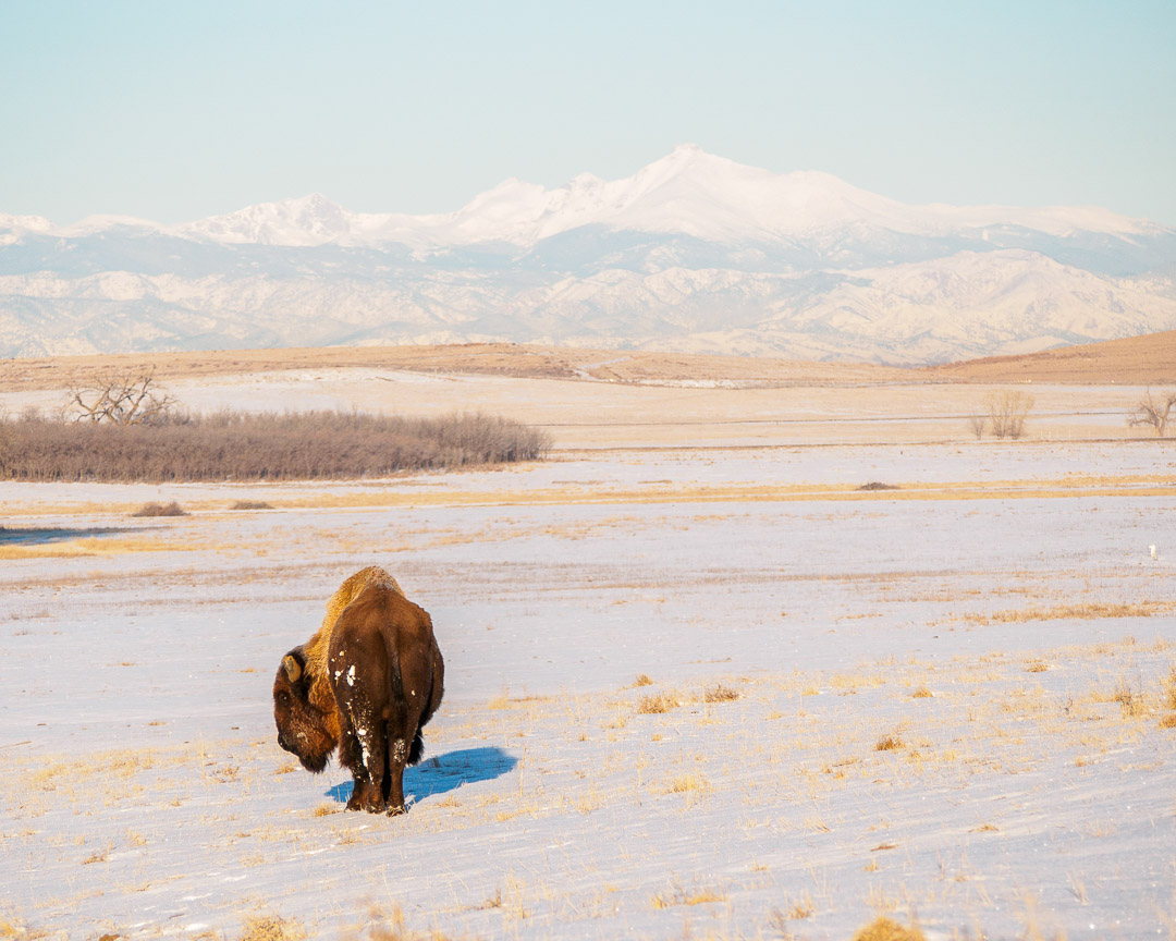 A lone bison with a mountain backdrop