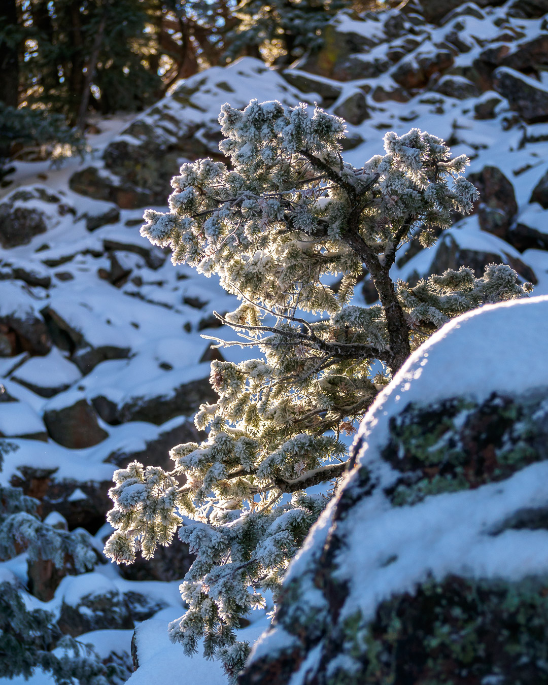 Backlit pine covered in ice
