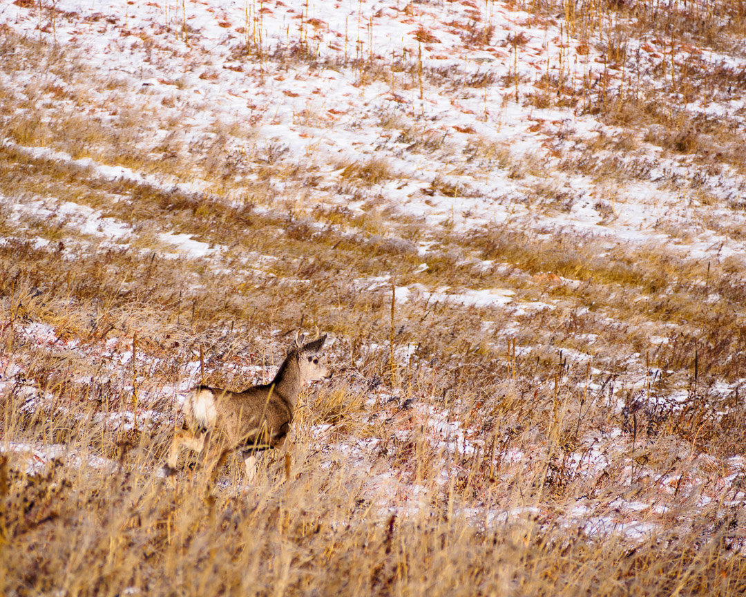 A young buck gazing southward