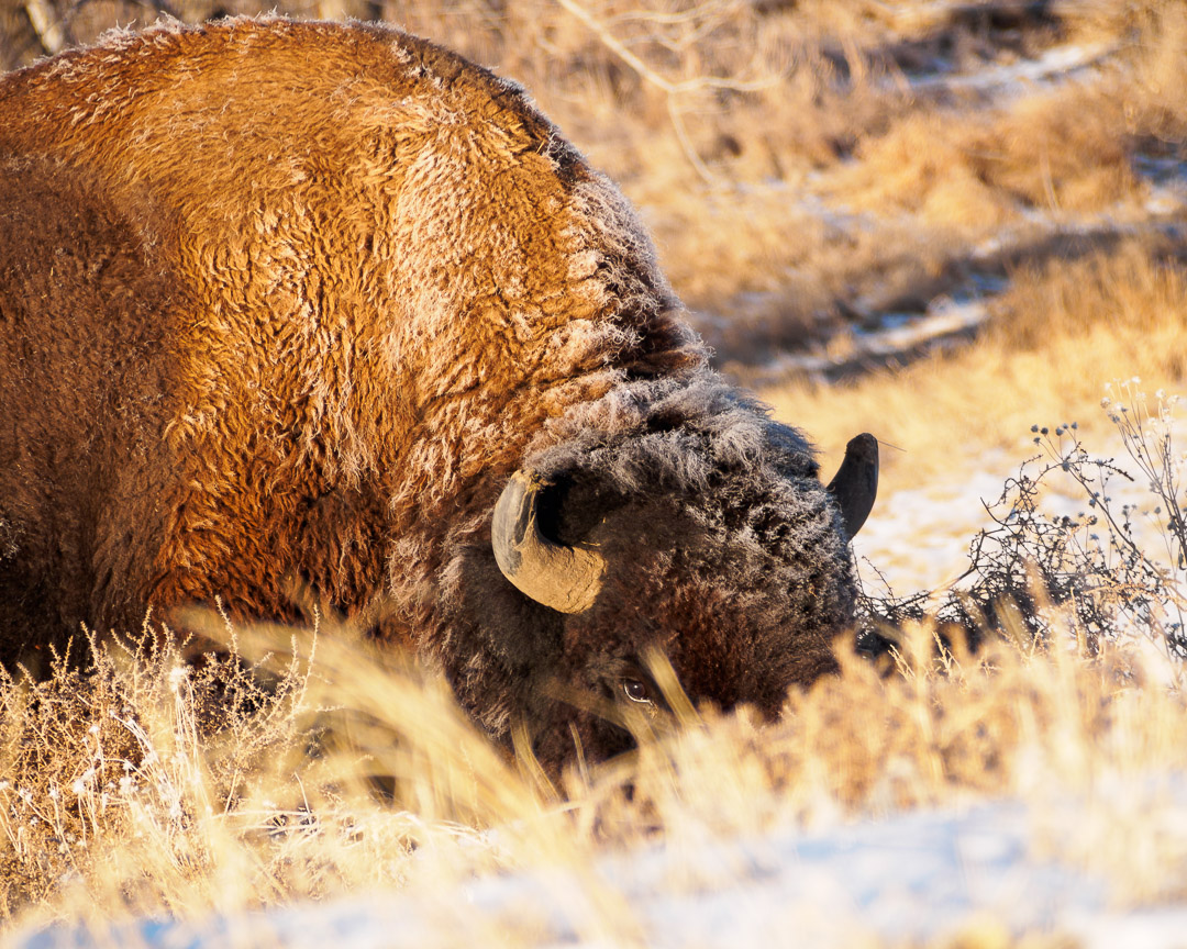 A bison chews on winter grass, while keeping an eye on me