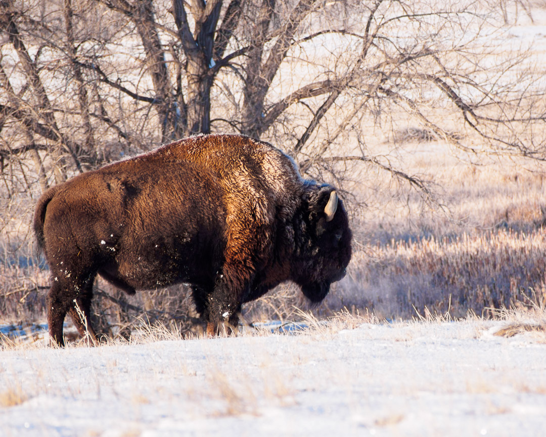 Profile of a bison billowing steam from the cold weather