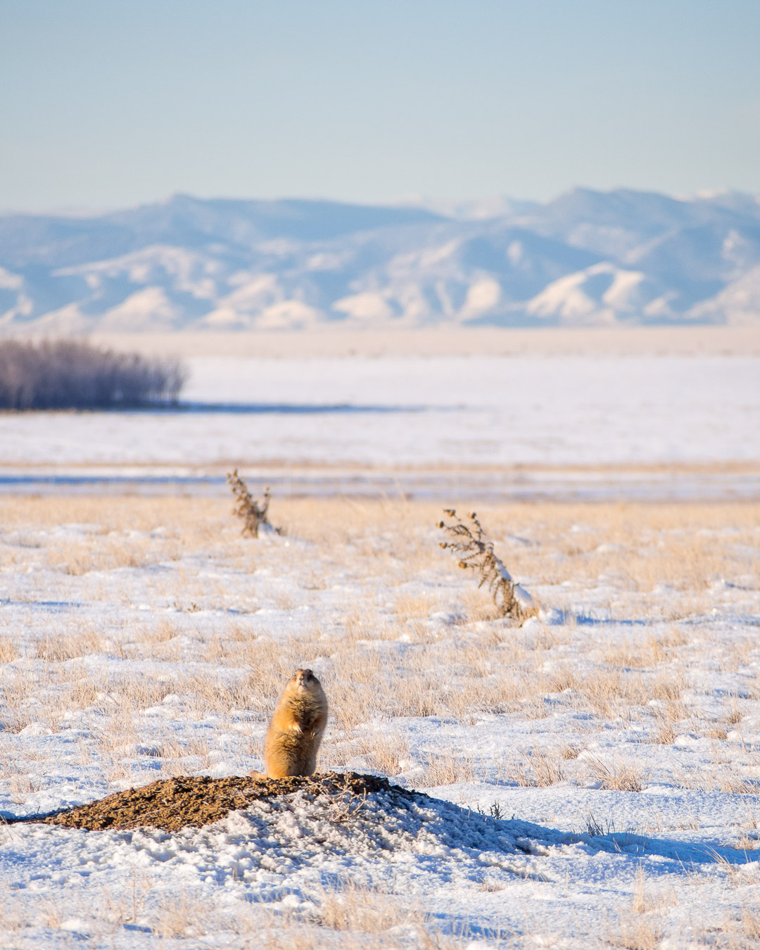 A prairie dog at attention