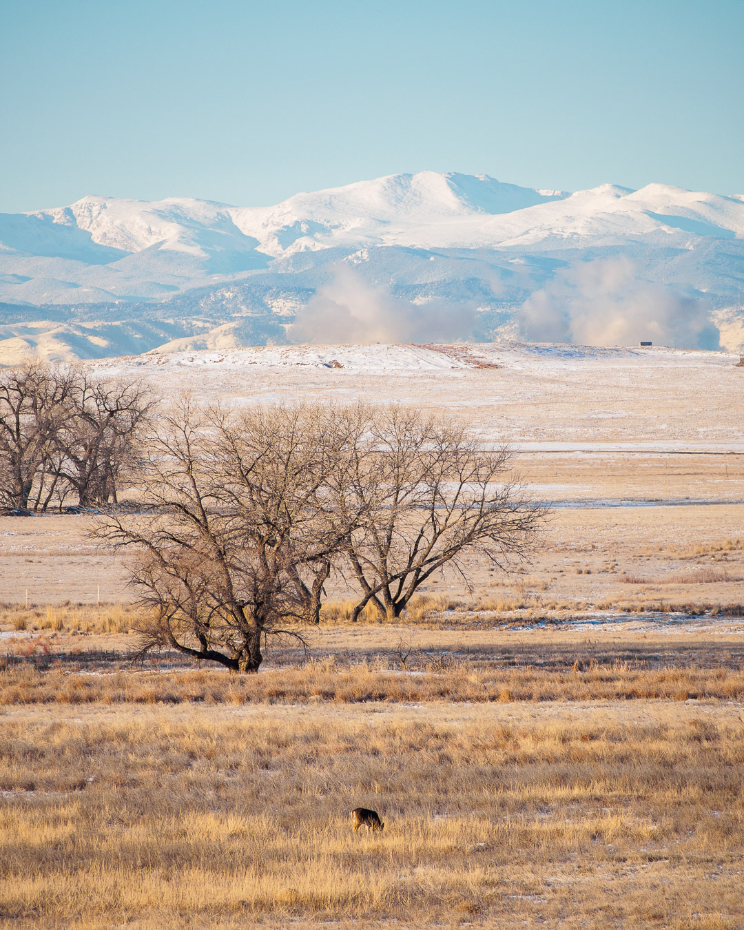 Lone white tail deer in the grassland, with smoke and steam from local factories pluming on the horizon