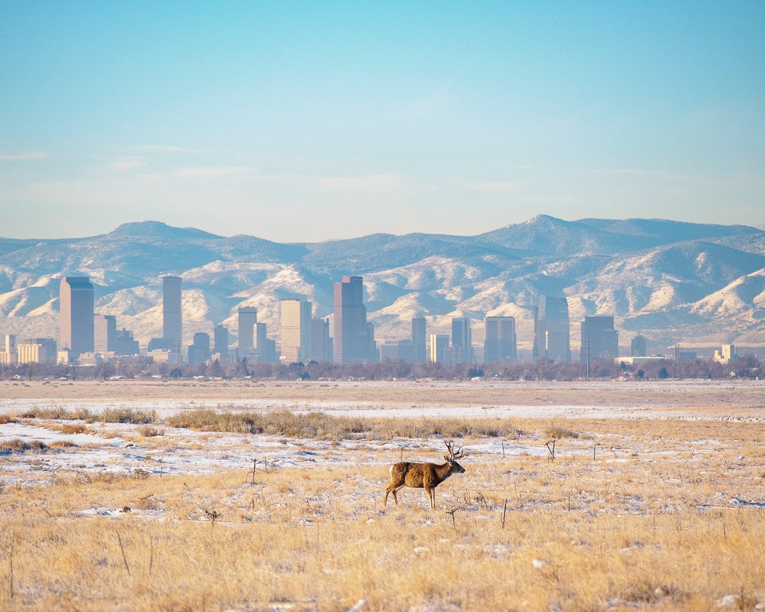 A buck stands before the Denver skyline