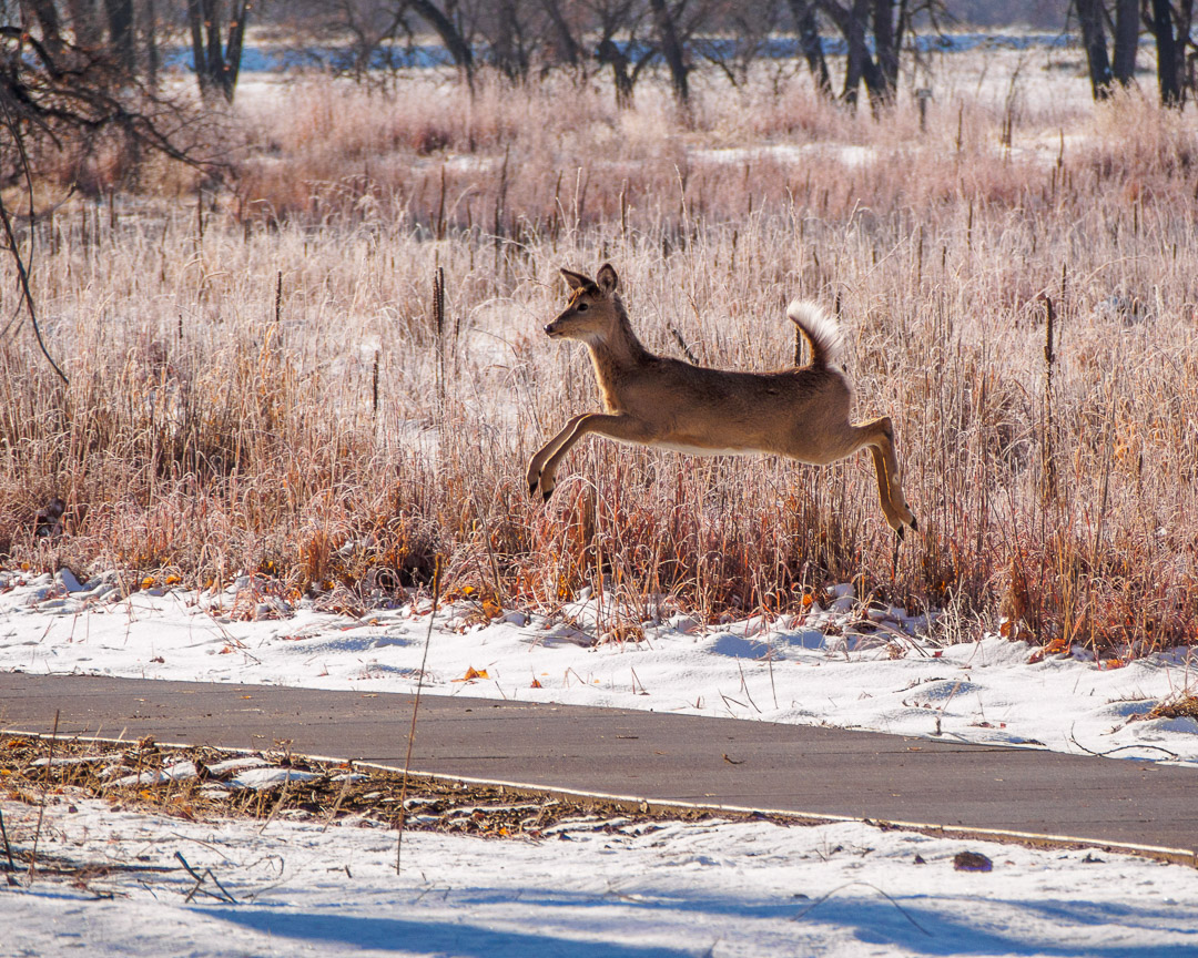 Deer mid-jump over a paved path