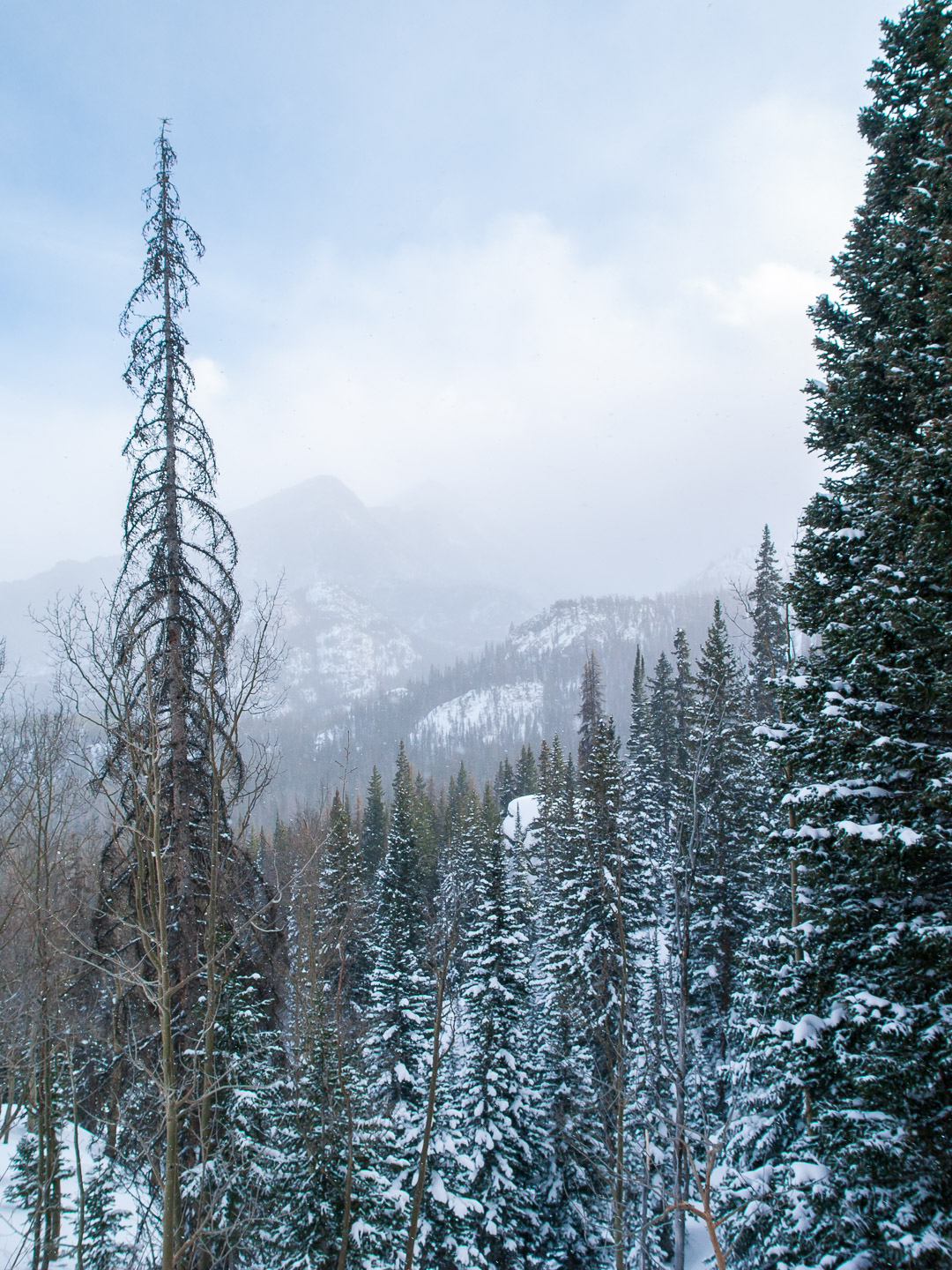 Looking out over the pines