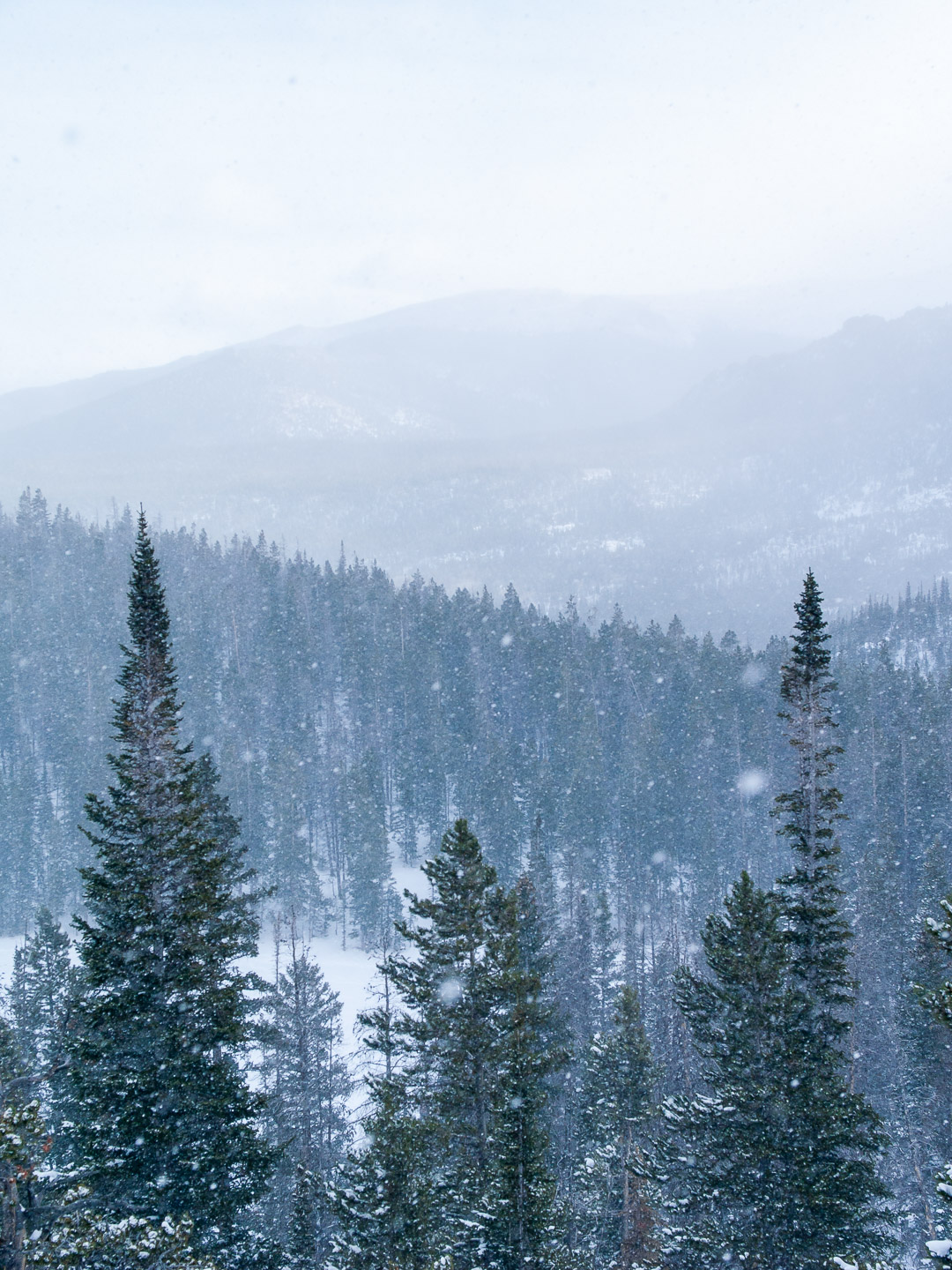 Snow falls over trees and distant mountains