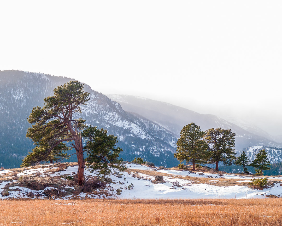 Three trees with mountains in background